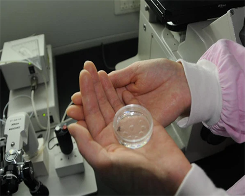 做供卵试管的风险_试管供卵哪家专业,河南私立供卵医院：北京能做供卵的私立